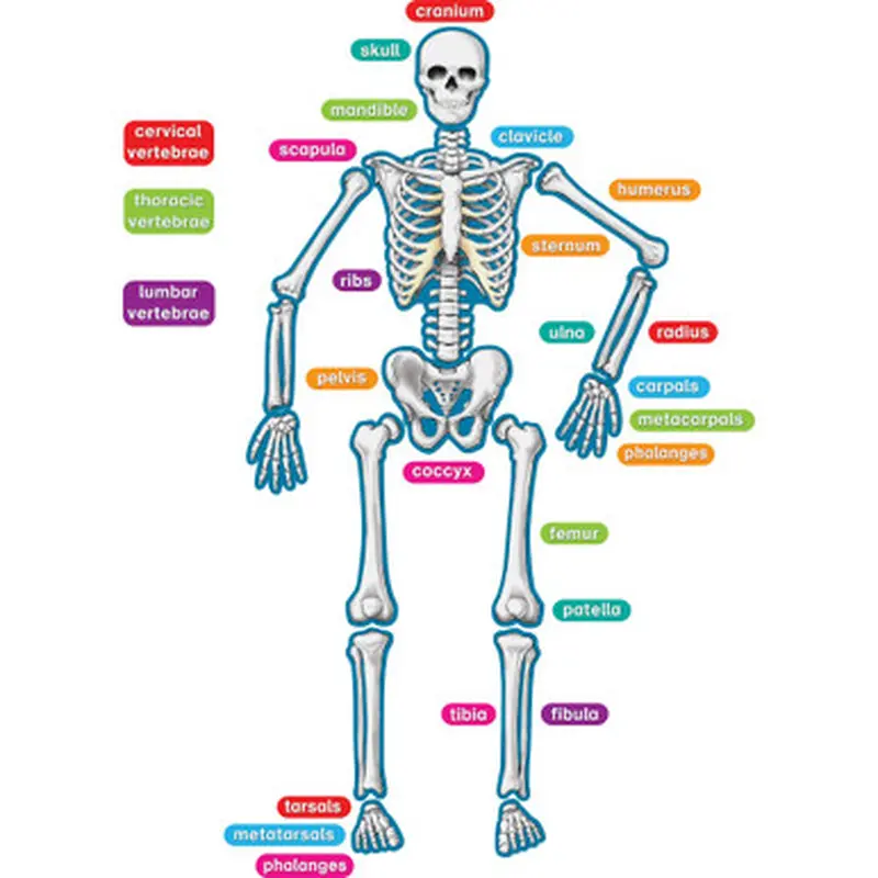 Teacher Created Resources 77241 Human Skeleton Accents