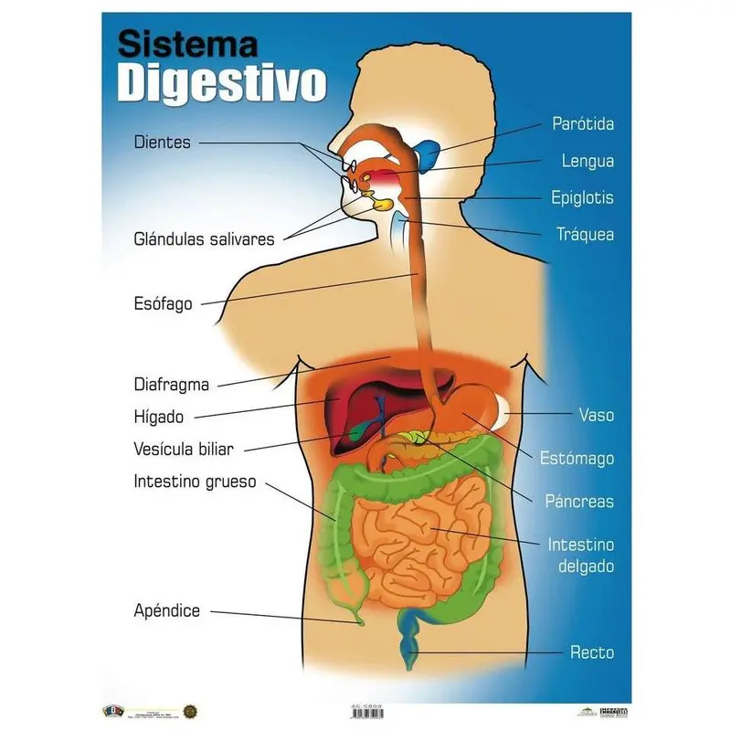 CARTEL SISTEMA DIGESTIVO