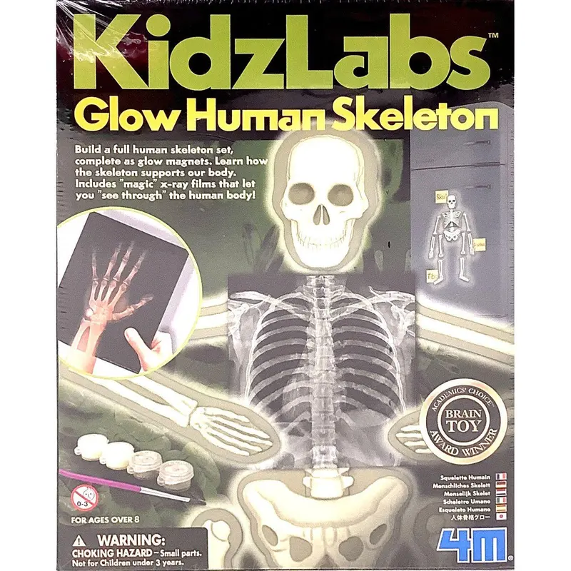 Glow Human Skeleton