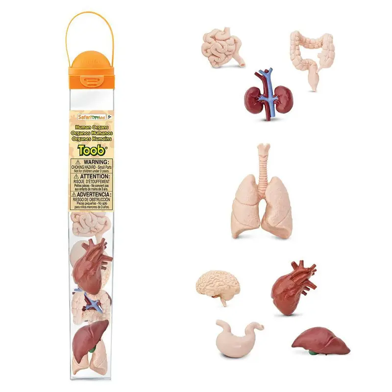 HUMAN ORGANS TOOBS 8 PC